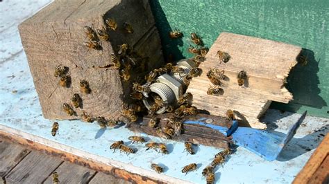 инфузия върху пчели от простатит